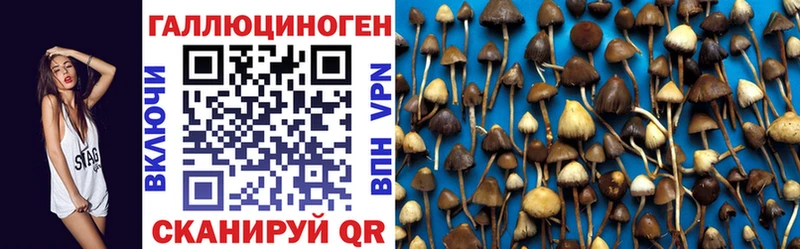 где продают наркотики  Череповец  Галлюциногенные грибы Psilocybe 